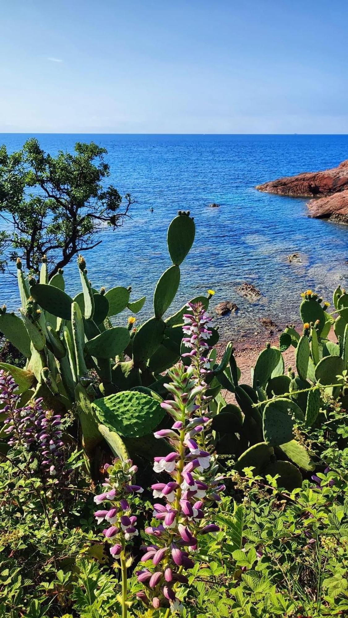 T2 En Rez De Jardin Privatif Cloture , Cap Esterel Pierre Et Vacances ,Piscine Chauffee Des Le 05 Avril Au 02 Novembre Сен-Рафаэль Экстерьер фото